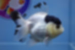 Thumbnail: Panda Rosetail Oranda Female