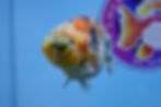 Thumbnail: A Grade Calico Ranchu Male