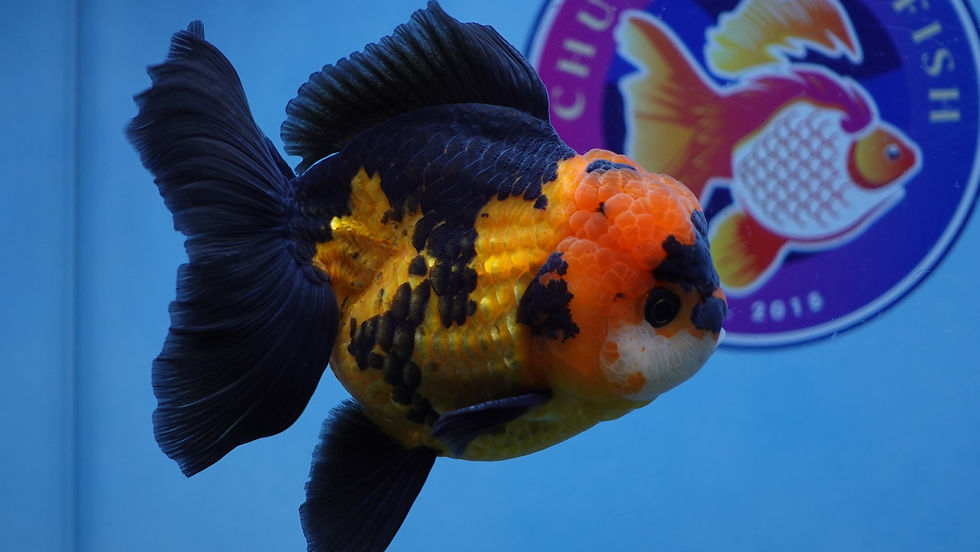 Thumbnail: Apache Rosetail Oranda Male