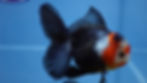 Thumbnail: A Grade Tricolor Rosetail Oranda Male