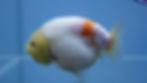 Thumbnail: Sakura Ranchu Female