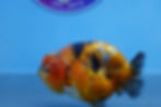 Thumbnail: Calico Ranchu Female