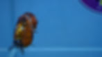 Thumbnail: Calico Ranchu Female