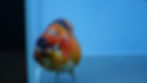 Thumbnail: Calico Ranchu Female