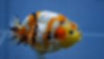 Thumbnail: A Grade Tricolor Ranchu Male
