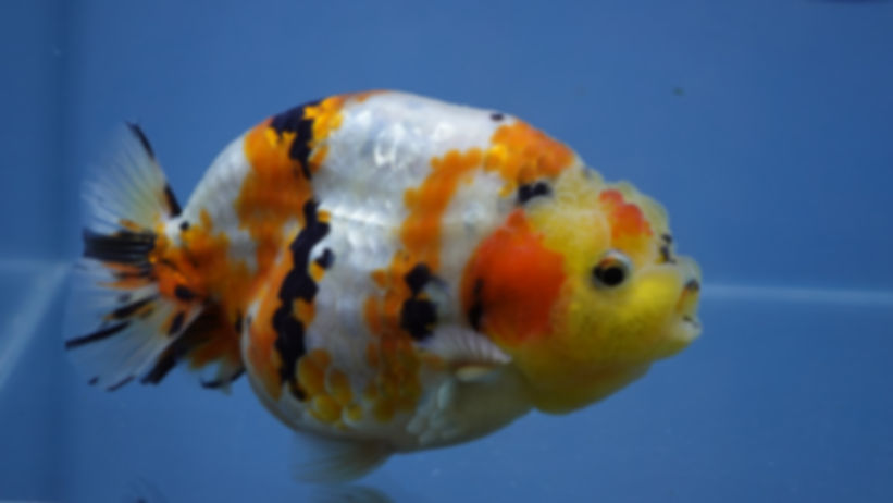A Grade Tricolor Ranchu Male