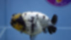 Thumbnail: Rare A Grade Dalmatian Panda Ranchu Male