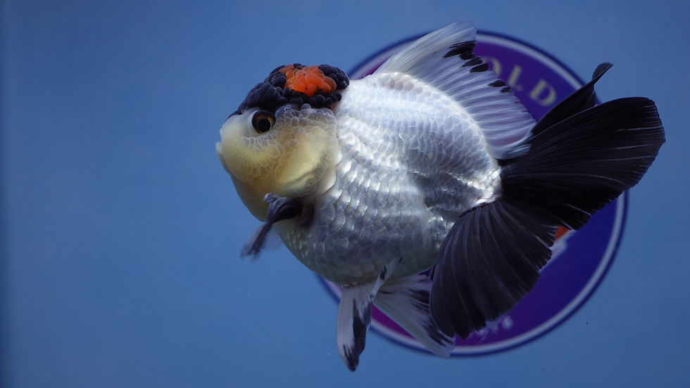 Thumbnail: A Grade Panda Rosetail Oranda Male