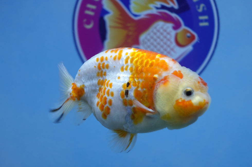 Thumbnail: Deer Spot Ranchu Male
