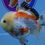 Thumbnail: Shogun Classic Red/White Oranda Female