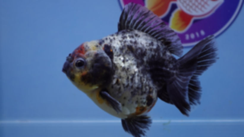 Shogun Oreo Oranda Male