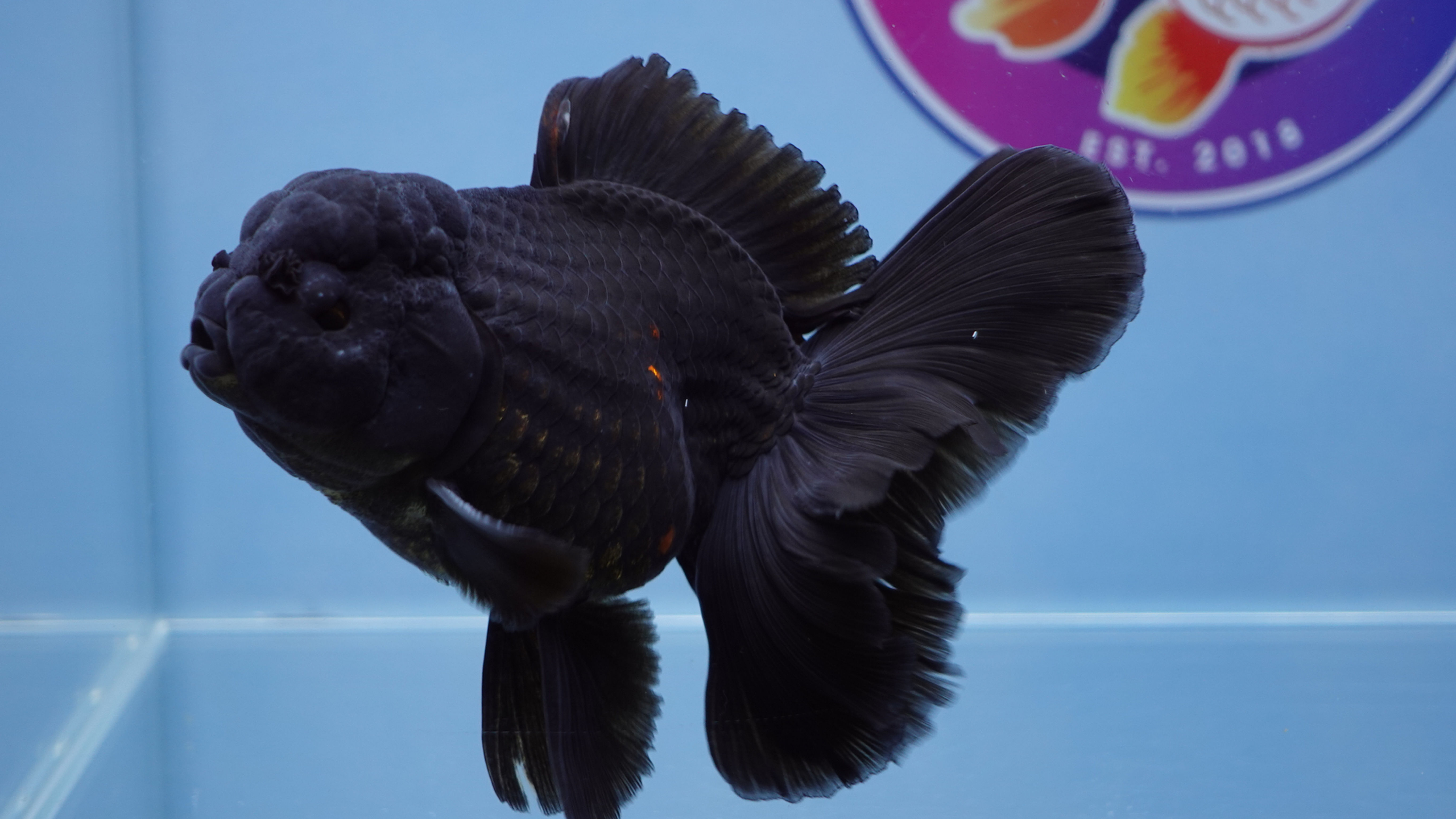 Black Rosetail Oranda Male