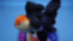 Thumbnail: A Grade Tricolor Rosetail Oranda Male