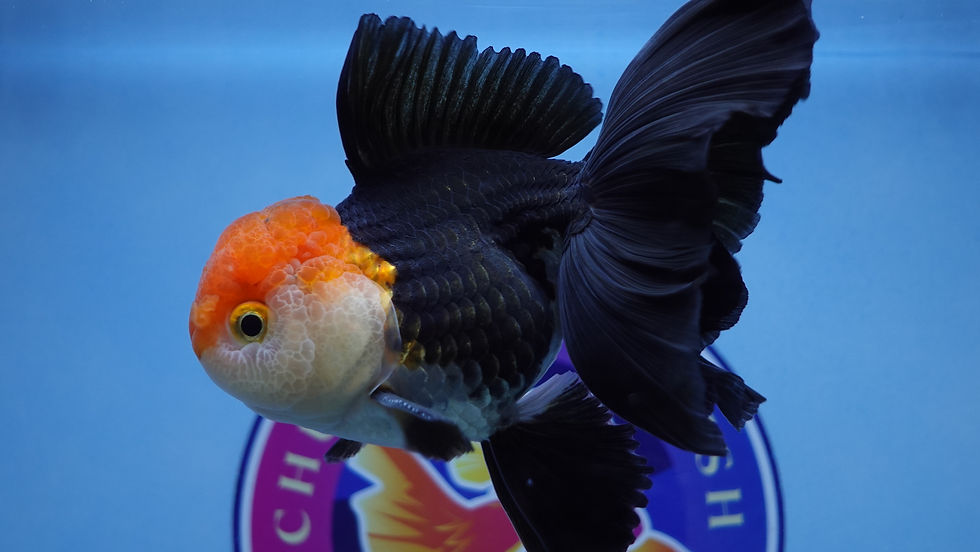 Thumbnail: A Grade Tricolor Rosetail Oranda Male
