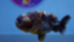 Thumbnail: Calico Ranchu Male