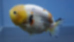 Thumbnail: Tricolor Ranchu Male