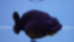 Thumbnail: A Grade Black Ranchu Female