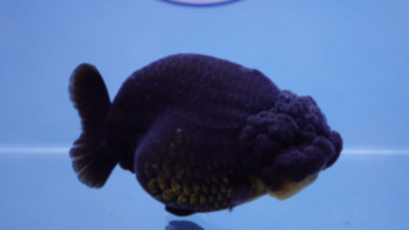 A Grade Black Ranchu Female