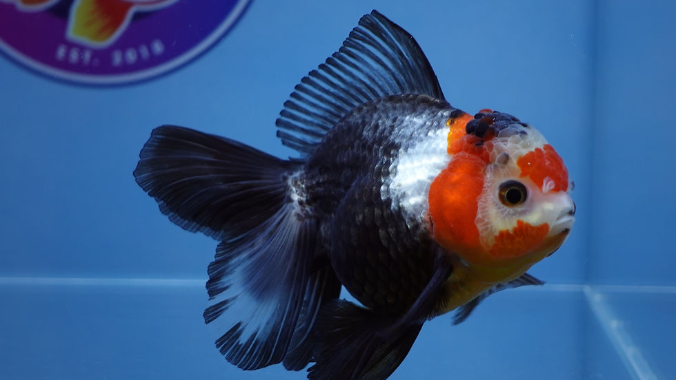 Thumbnail: A Grade Tricolor Rosetail Oranda Male