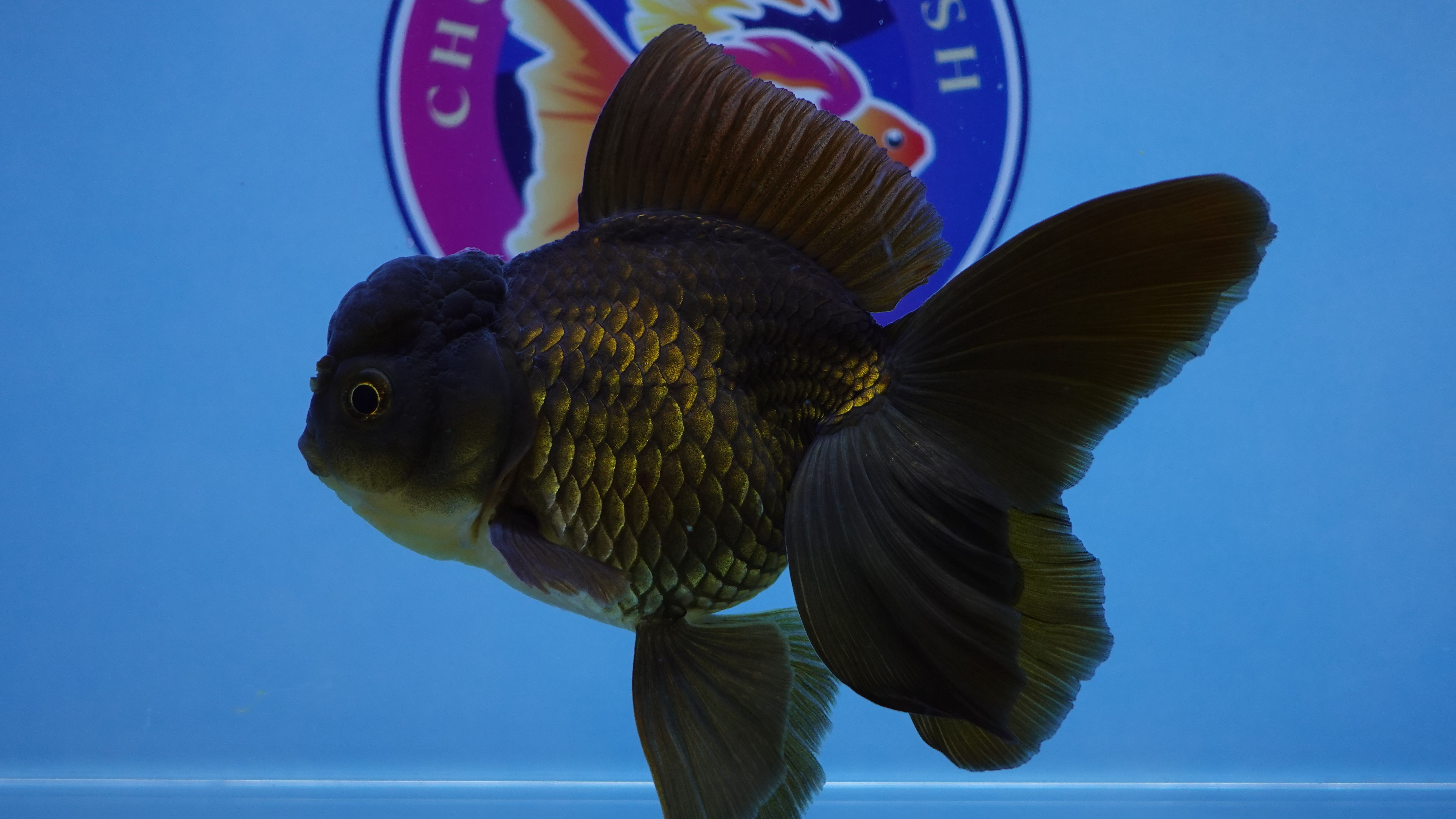 Black/Chocolate Rosetail Oranda Female