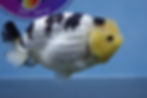 Thumbnail: Rare A Grade Lemon Head Panda Ranchu Male