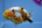 Thumbnail: A Grade Tricolor Ranchu Male