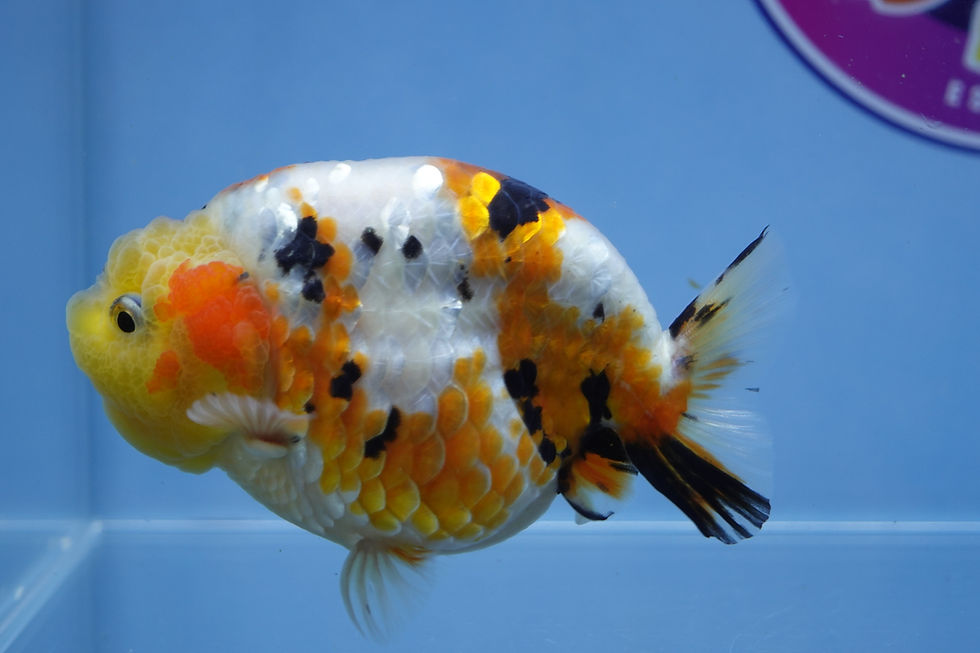 Thumbnail: A Grade Tricolor Ranchu Male
