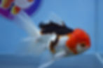 Thumbnail: Tricolor Rosetail Oranda Female
