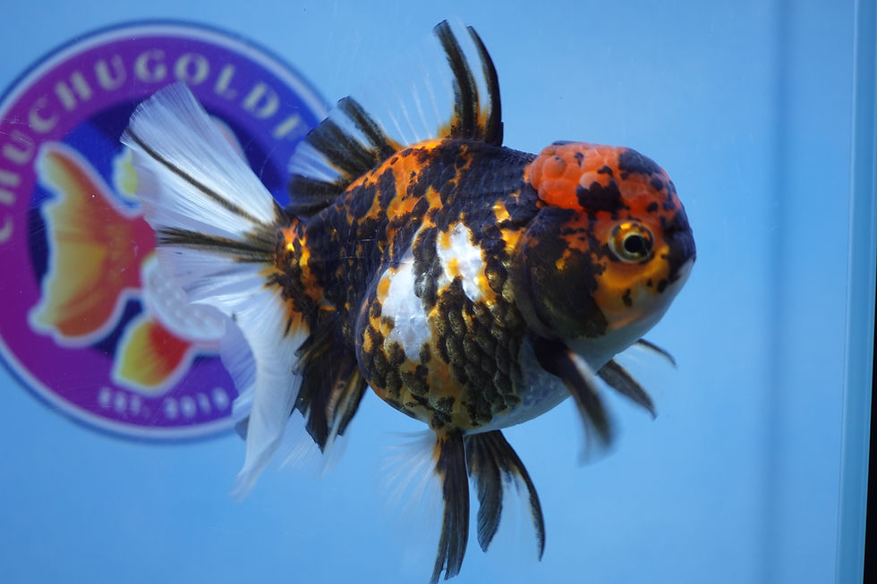 Thumbnail: A Grade Tiger Rosetail Oranda Female