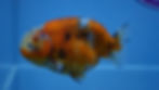 Thumbnail: Calico Ranchu Male