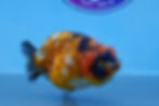 Thumbnail: Calico Ranchu Female