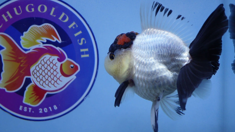 Thumbnail: A Grade Panda Rosetail Oranda Male