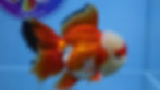 Thumbnail: A Grade Chicken Face Roestail Oranda Male
