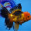 Thumbnail: A Grade Apache Rosetail Oranda Male