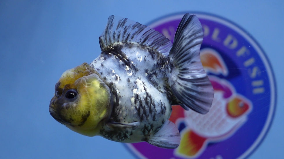 Thumbnail: Young Shogun White Tiger Oranda Male
