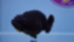 Thumbnail: A Grade Black Ranchu Female