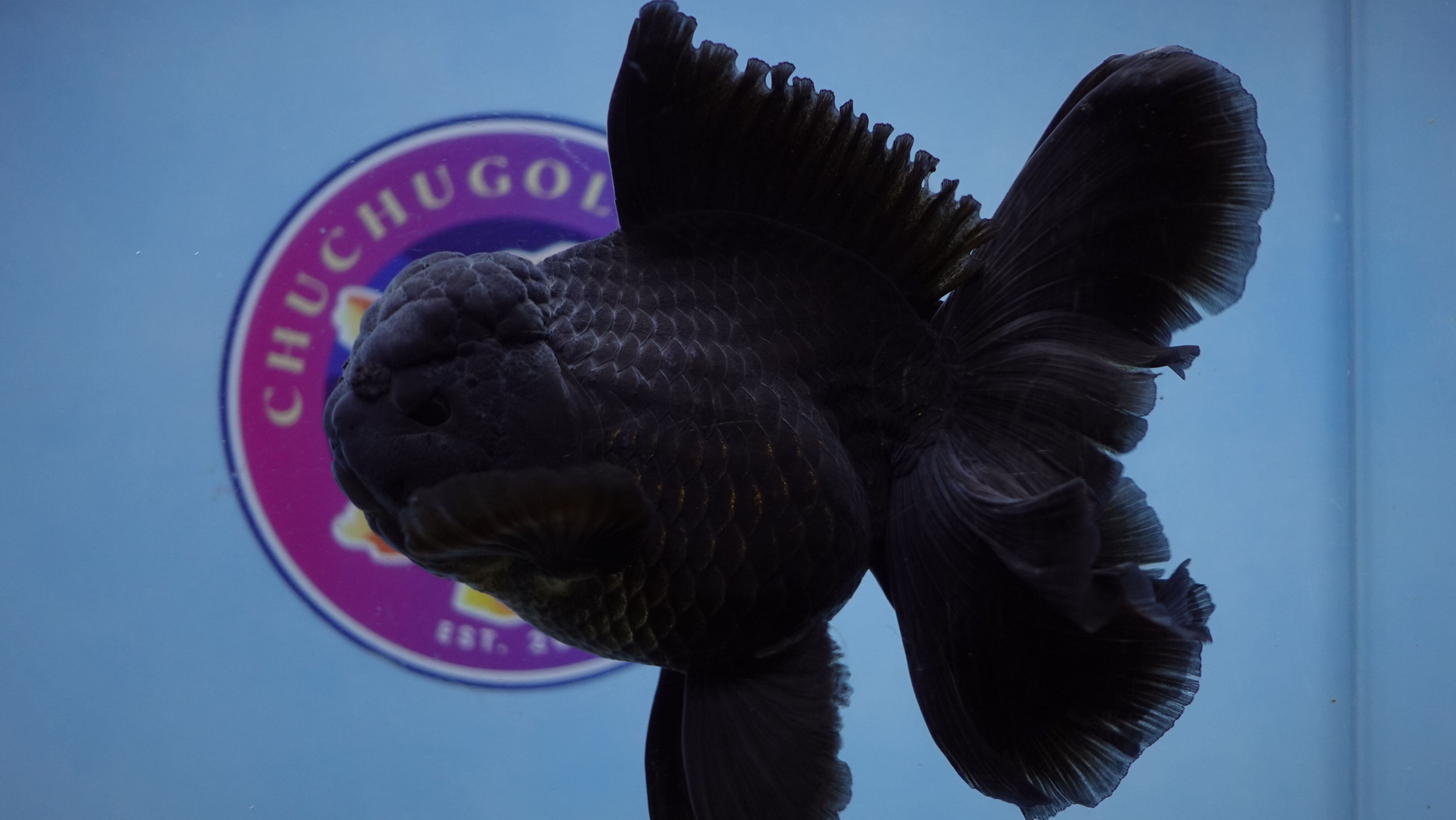 Large A Grade Deep Black Rosetail Oranda Female