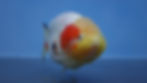 Thumbnail: Tricolor Ranchu Male