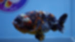Thumbnail: Calico Ranchu Male