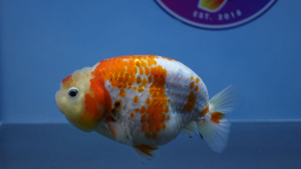 Thumbnail: Deer Spot Ranchu Male