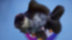 Thumbnail: Panda Rosetail Oranda Male