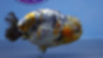 Thumbnail: A Grade Large Kirin Ranchu Male