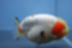 Thumbnail: Tricolor Ranchu Male