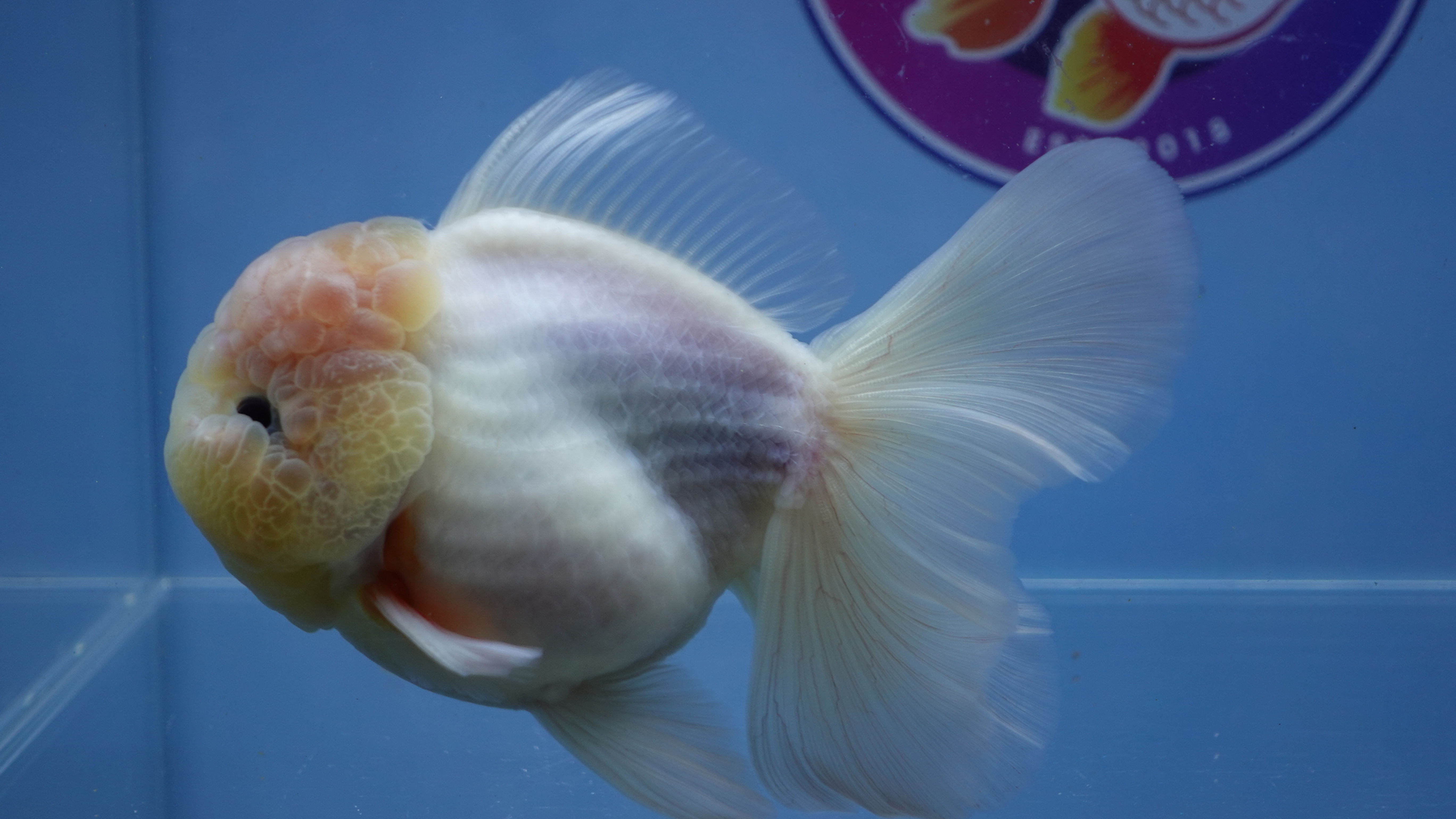 A Grade White Pearl Rosetail Oranda Male