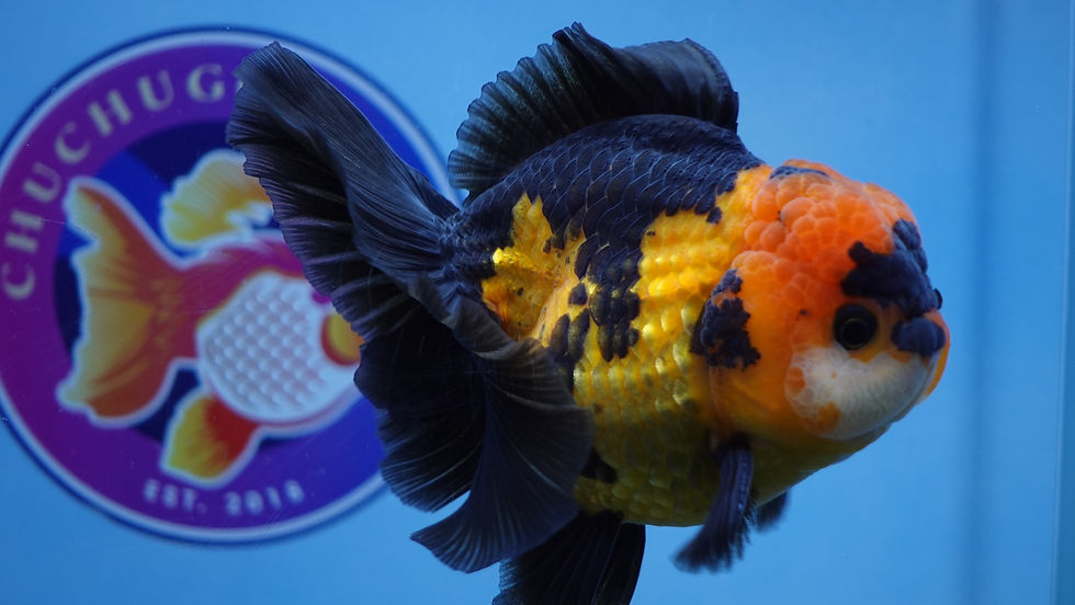 Thumbnail: Apache Rosetail Oranda Male