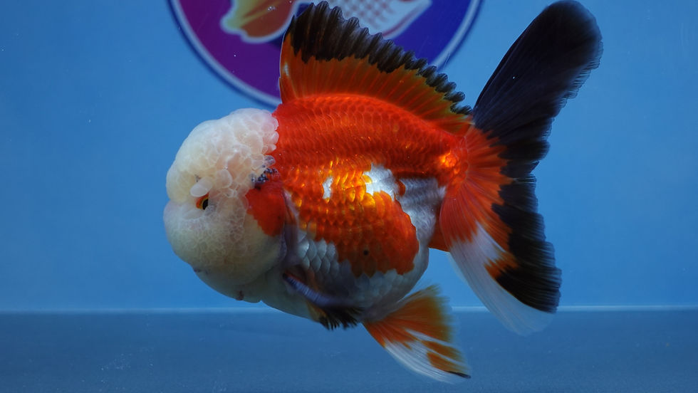 Thumbnail: A Grade Red Lip Rosetail Oranda Male