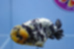 Thumbnail: A Grage White Tiger Ranchu Male