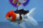 Thumbnail: Tricolor Rosetail Oranda Female