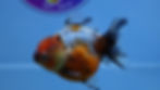 Thumbnail: Young Shogun Oranda Female