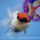Thumbnail: A Grade Tricolor Rosetail Oranda Male
